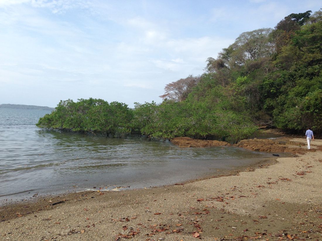 Shoreline on the property