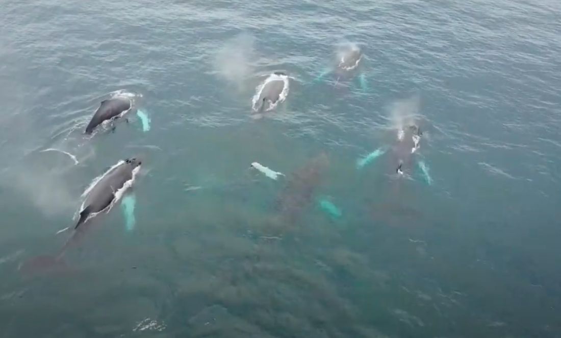 Whales in the waters of the Gulf of Panama