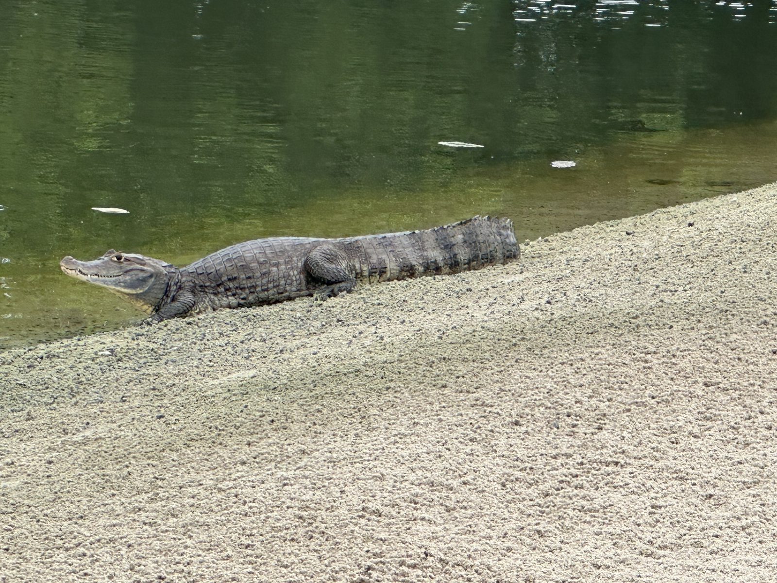 A caiman resting on a sandy riverbank